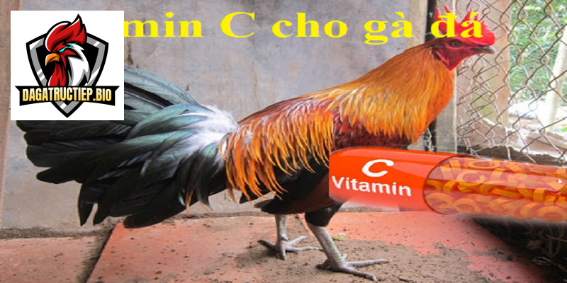 Công dụng vitamin C cho gà 
