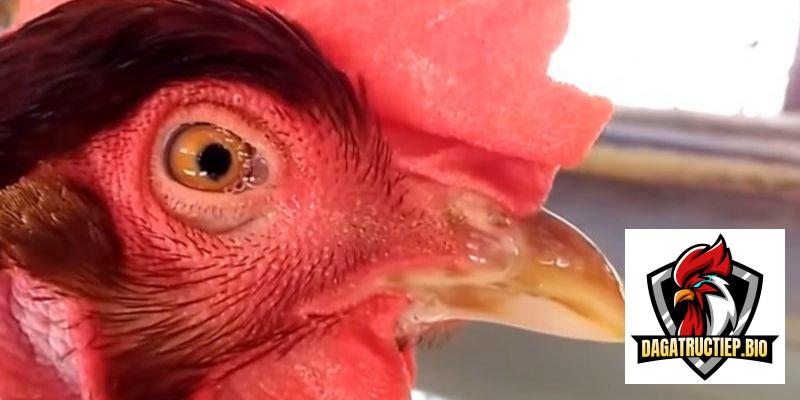 Bệnh coryza ở gà – Nguyên nhân và cách phòng bệnh hiệu quả