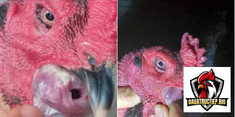Các nguyên nhân gây bệnh nấm họng ở gà