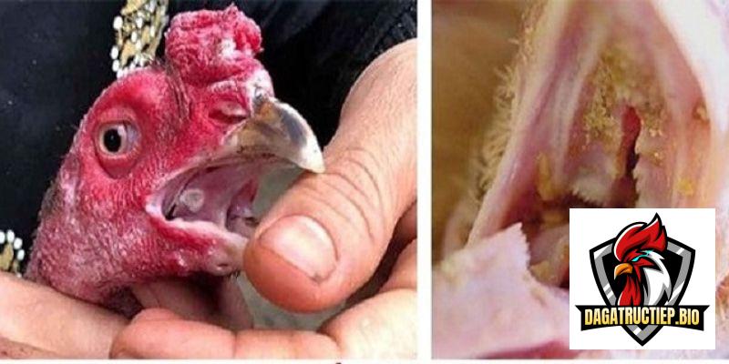 Những biểu hiện khi bệnh nấm họng ở gà phát triển