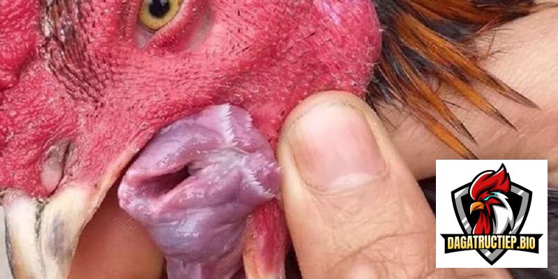 Hướng dẫn cách điều trị dứt điểm bệnh nấm họng ở gà