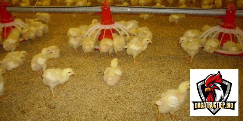 Hướng dẫn chi tiết cách nuôi gà con ít chết hiệu quả