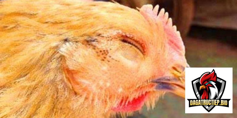 Tìm hiểu về gà bị sâu mắt là gì?