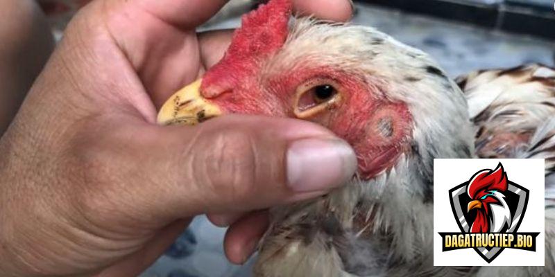 Hướng dẫn quy trình cách chăm sóc gà bị sâu mắt 
