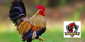 Gà tre Thái – Giống gà tre đang được ưa thích nhất hiện nay